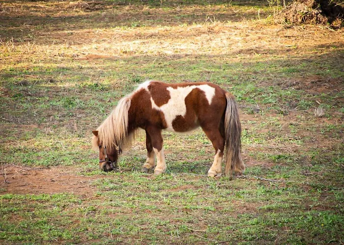 Apartamento Anastasios Olive Garden Petalídhion