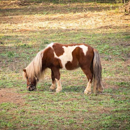 Apartamento Anastasios Olive Garden Petalídhion