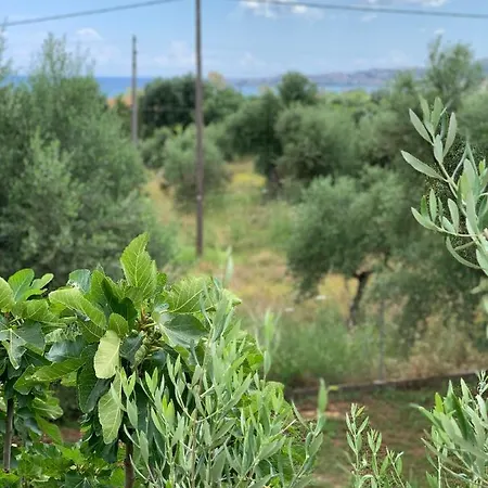 アパート Anastasios Olive Garden ペタリディオン